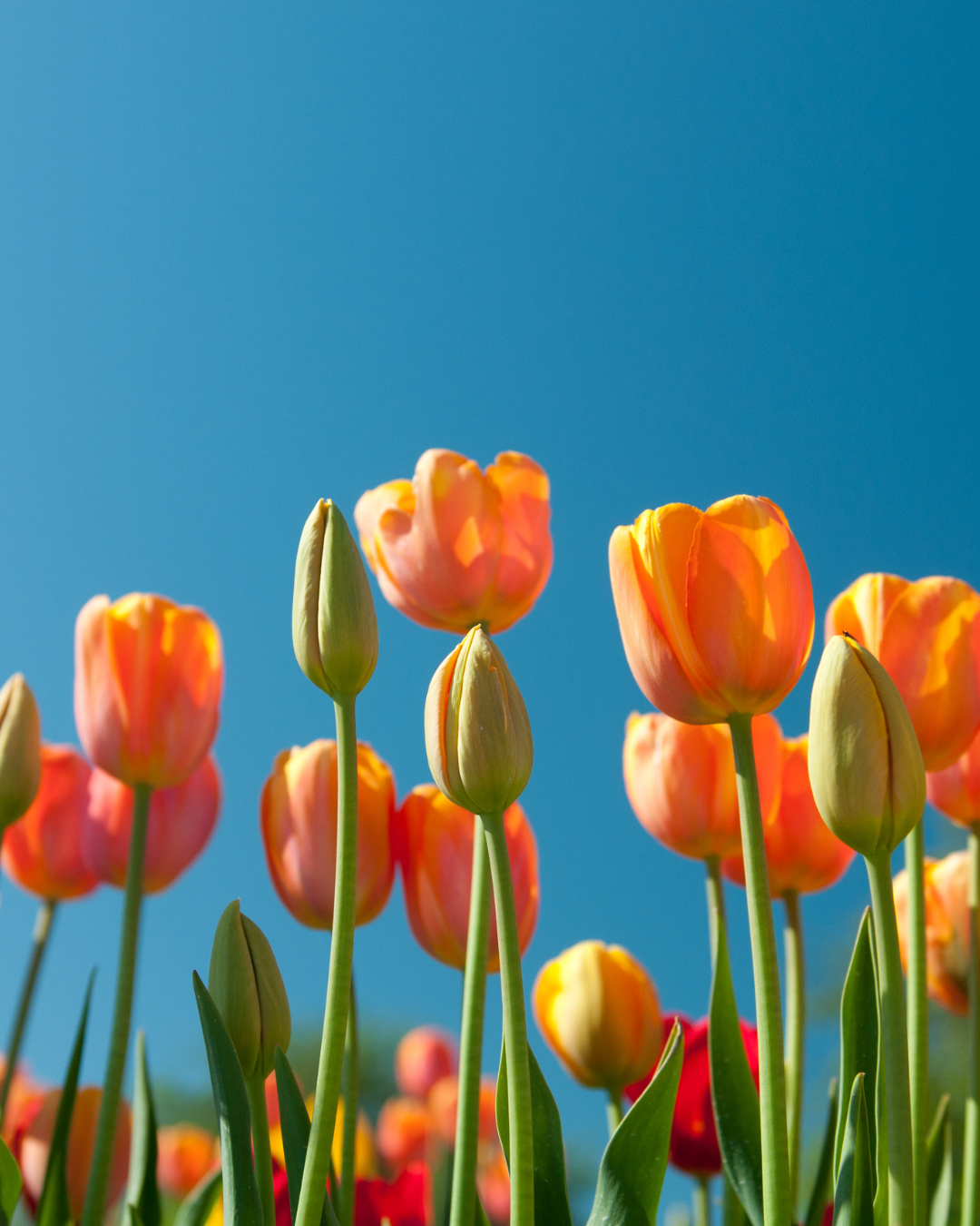 Spring Market Outlook